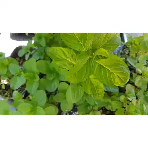Разсад Мента с аромат на Портокал / Mentha × piperita f citrata Orange