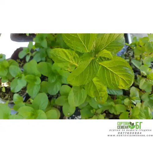Разсад Мента с аромат на Портокал / Mentha × piperita f citrata Orange Разсад Мента с аромат на Портокал / Mentha × piperita f citrata Orange