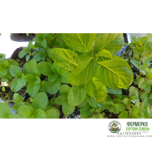 Разсад Мента с аромат на Портокал Mentha × piperita f citrata Orange