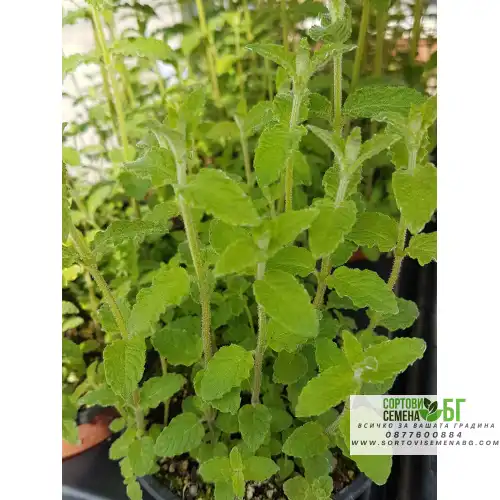 Разсад Мента с аромат на Ягода / Mentha × piperita f citrata Strawberry Разсад Мента с аромат на Ягода / Mentha × piperita f citrata Strawberry