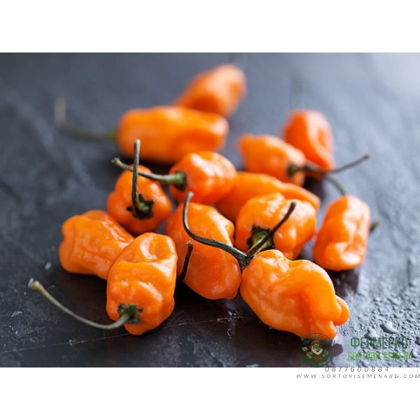 Много люти чушки в саксия (различни видове, височина 80-110 см) Hot peppers in pot