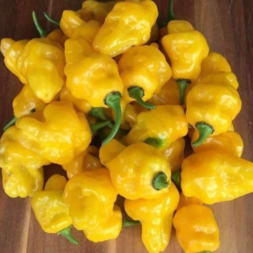 Много люти чушки в саксия (различни видове, височина 80-110 см) / Hot peppers in pot
