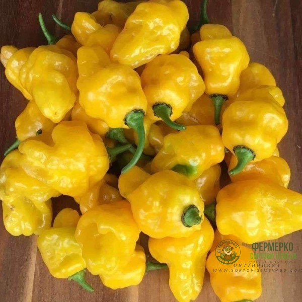 Много люти чушки в саксия (различни видове, височина 80-110 см) Hot peppers in pot