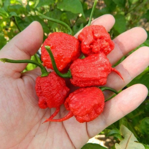 Много люти чушки в саксия (различни видове, височина 80-110 см) / Hot peppers in pot