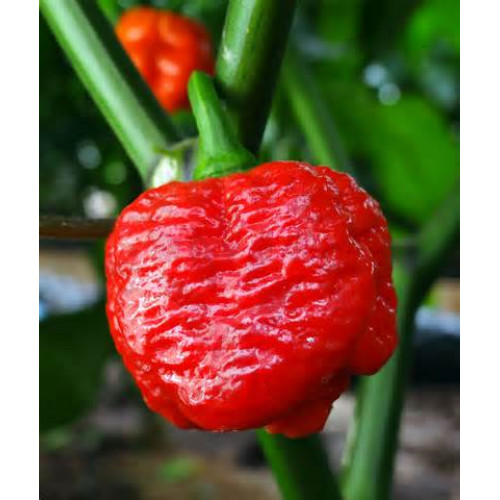 Много люти чушки в саксия (различни видове, височина 80-110 см) / Hot peppers in pot