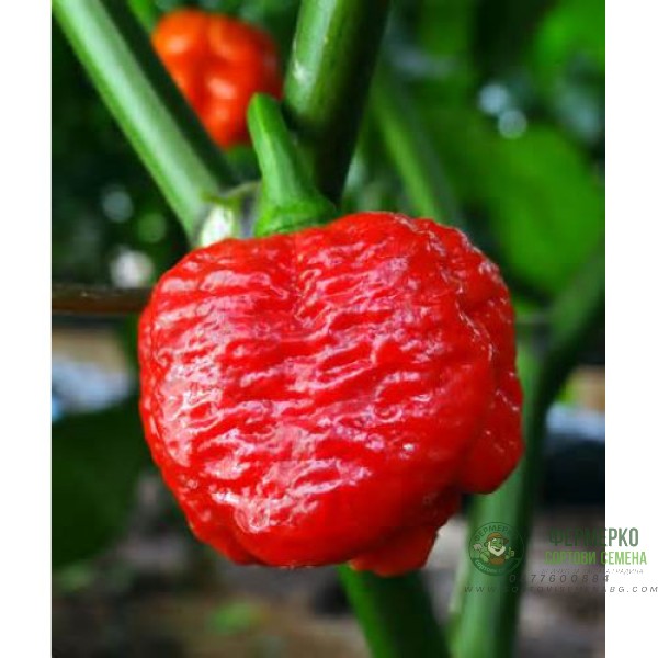 Много люти чушки в саксия (различни видове, височина 80-110 см) Hot peppers in pot