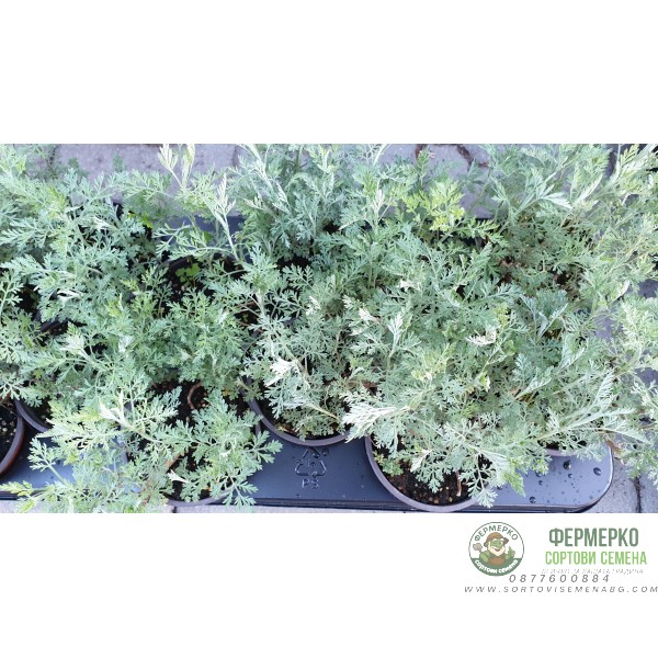 Разсад Сладък Пелин Artemisia annua - билката която мори РАКА