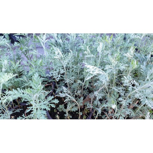 Разсад Сладък Пелин / Artemisia annua - билката която мори РАКА