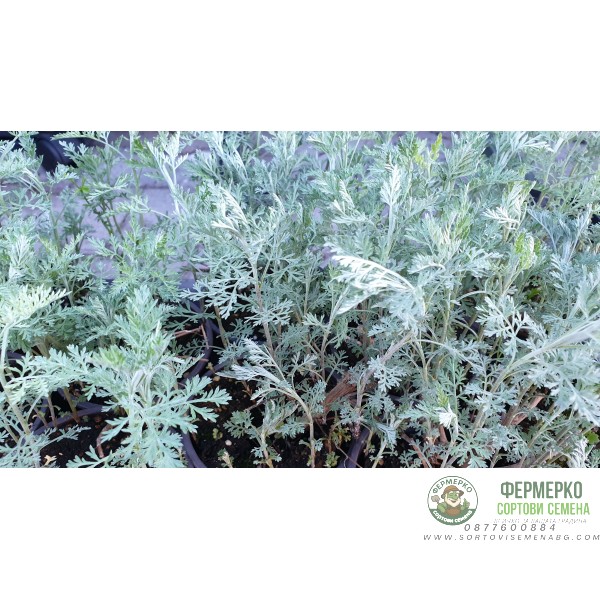 Разсад Сладък Пелин Artemisia annua - билката която мори РАКА