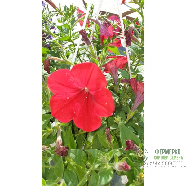 Каскадна петуния във висяща саксия с кука - различни цветове