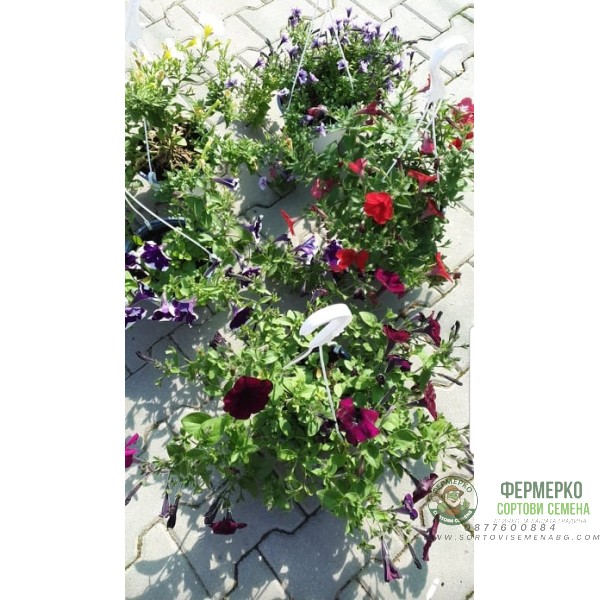 Каскадна петуния във висяща саксия с кука - различни цветове