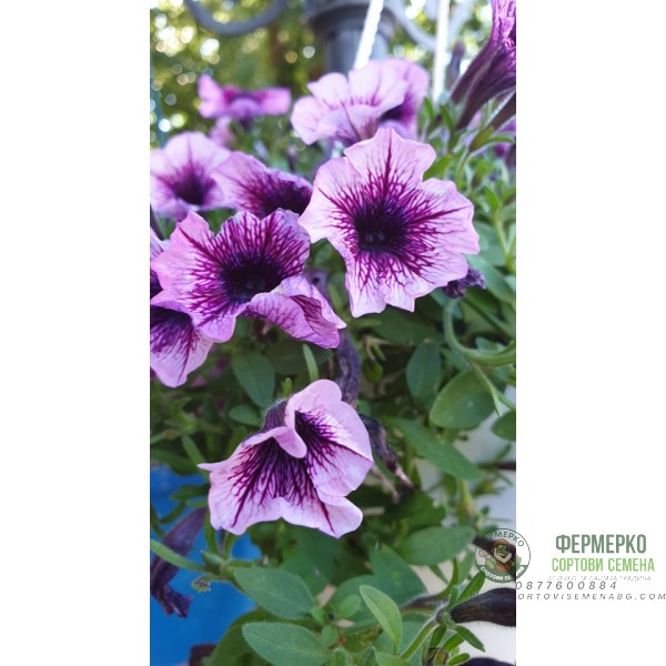 Каскадна петуния във висяща саксия с кука - различни цветове