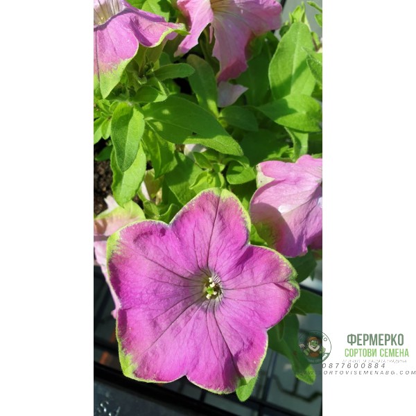 Каскадна петуния във висяща саксия с кука - различни цветове