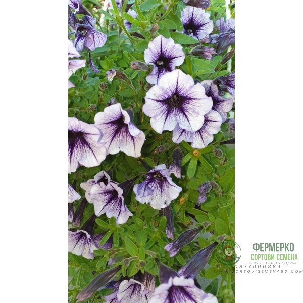 Каскадна петуния във висяща саксия с кука - различни цветове