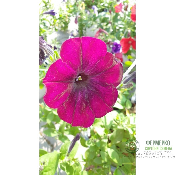 Каскадна петуния във висяща саксия с кука - различни цветове