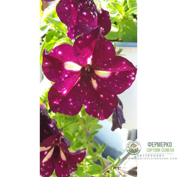 Каскадна петуния във висяща саксия с кука - различни цветове