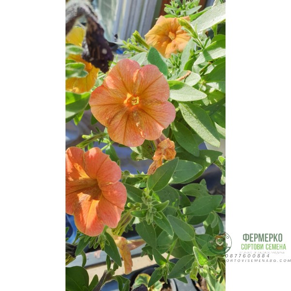 Каскадна петуния във висяща саксия с кука - различни цветове