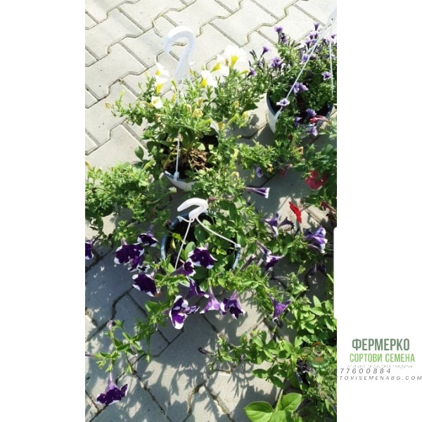 Каскадна петуния във висяща саксия с кука - различни цветове