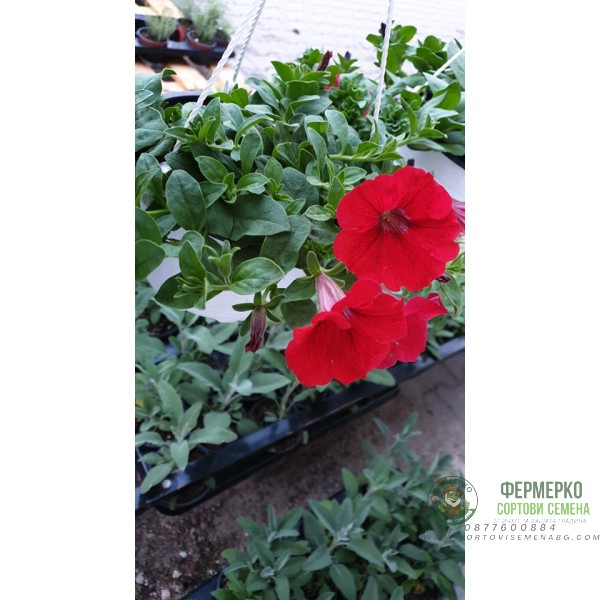 Каскадна петуния във висяща саксия с кука - различни цветове