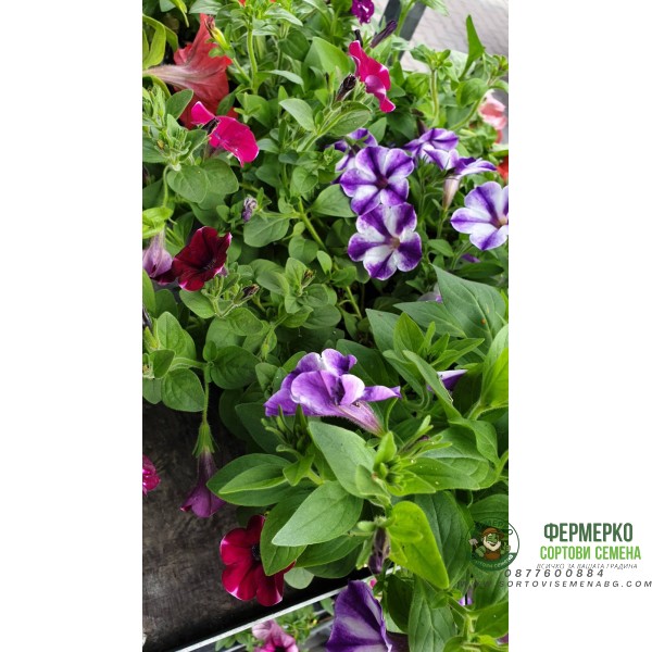 Каскадна Петуния в саксия - различни цветоне