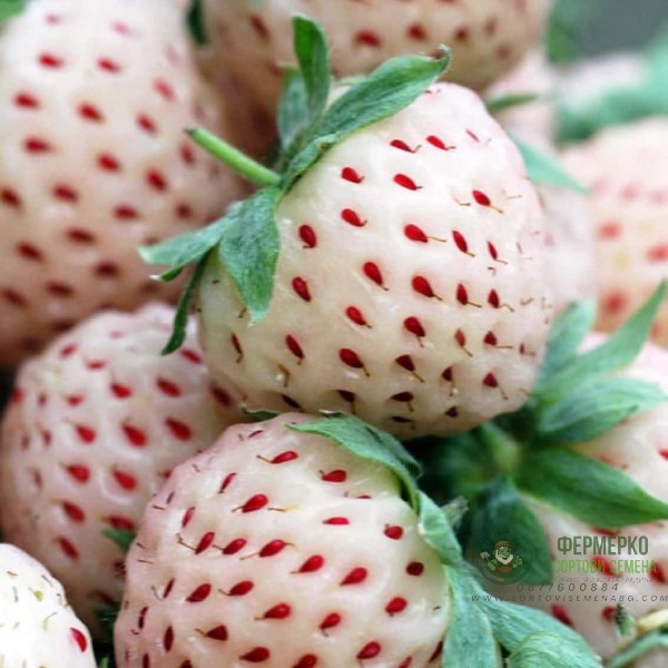 Разсад БЯЛА Ягода сорт Pineberry