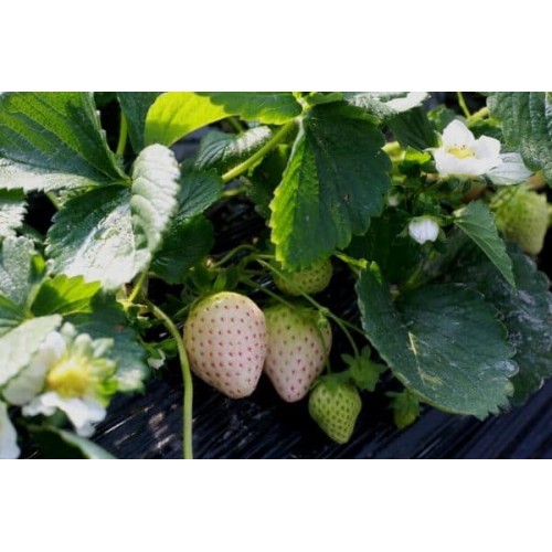 Разсад БЯЛА Ягода сорт Pineberry