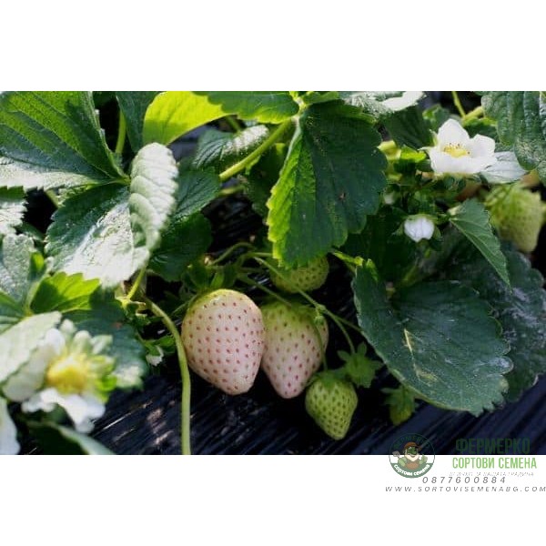 Разсад БЯЛА Ягода сорт Pineberry
