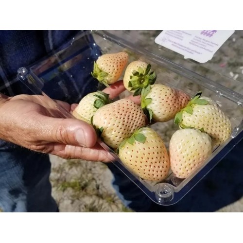 Разсад БЯЛА Ягода сорт Pineberry
