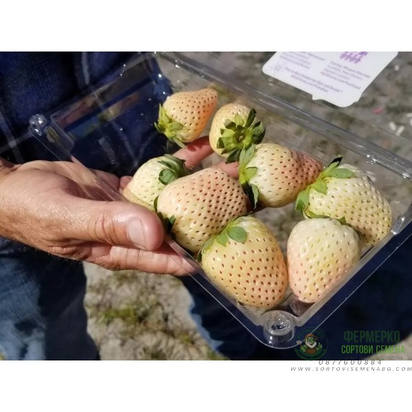 Разсад БЯЛА Ягода сорт Pineberry