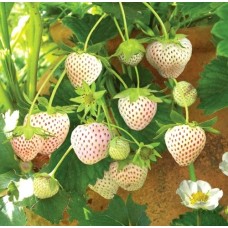 Разсад БЯЛА Ягода сорт Pineberry