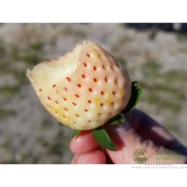 Разсад БЯЛА Ягода сорт Pineberry