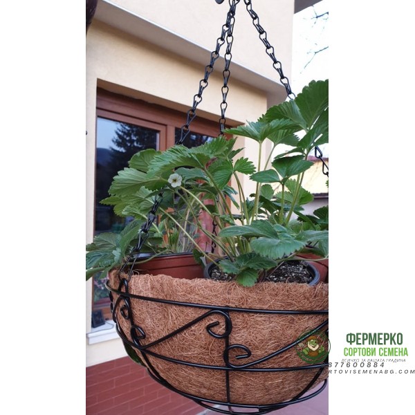 Висяща кашпа (Ковано желязо) с кокос и целогодишни Ягоди