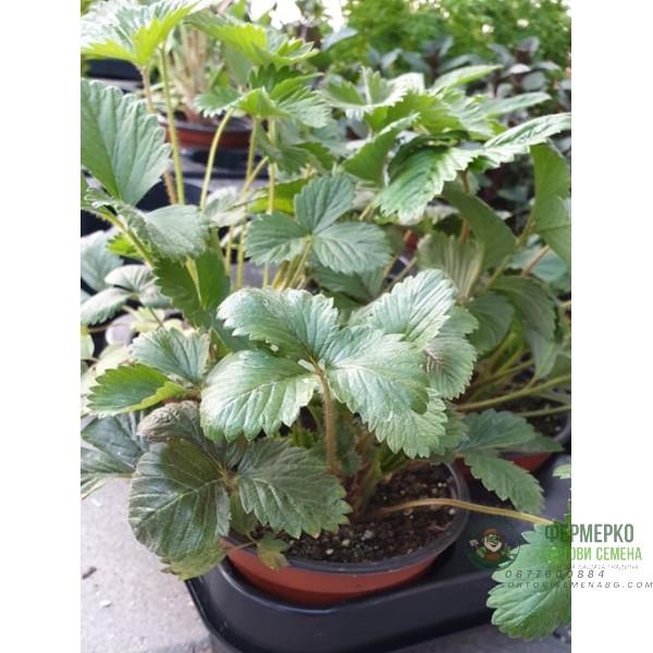 Разсад БЯЛА Ягода сорт Pineberry