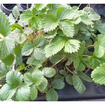 Разсад Ягоди сорт Клери