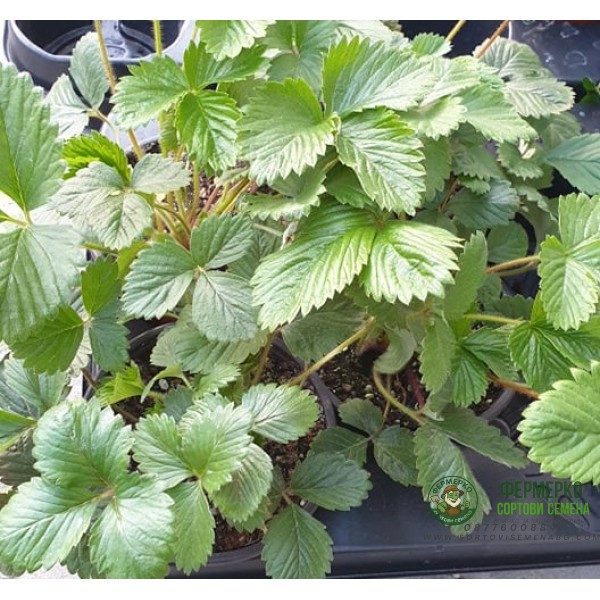 Разсад Ягоди сорт Клери