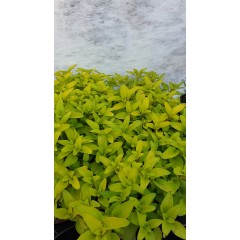 Разсад Жълт Риган