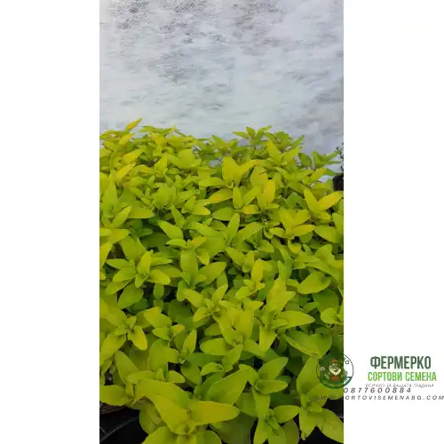 Разсад Жълт Риган