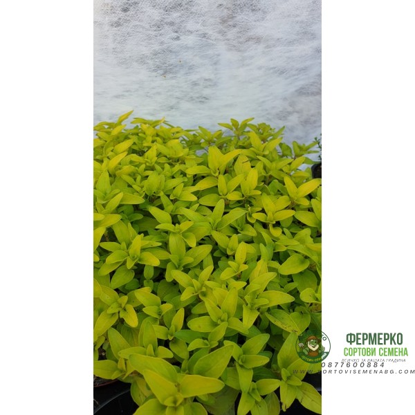 Разсад Жълт Риган