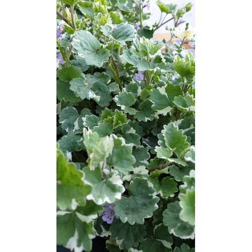 Разсад Глехома Вариегата / Glechoma hederacea Variegata
