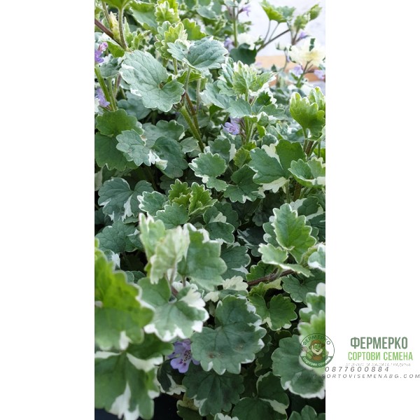 Разсад Глехома Вариегата Glechoma hederacea Variegata