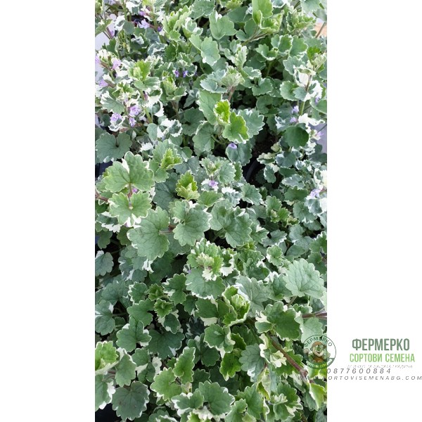 Разсад Глехома Вариегата Glechoma hederacea Variegata