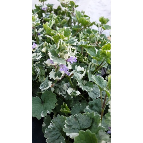 Разсад Глехома Вариегата / Glechoma hederacea Variegata