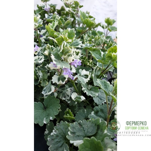 Разсад Глехома Вариегата Glechoma hederacea Variegata