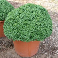 Разсад Босилек мини сорт Аристотел Ocimum basilicum Aristotle