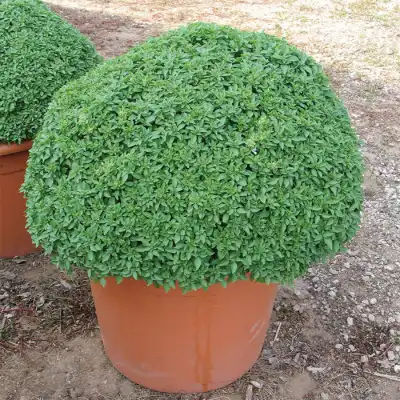 Разсад Босилек мини сорт Аристотел Ocimum basilicum Aristotle