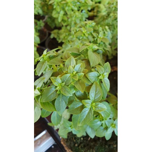 Разсад Босилек мини сорт Аристотел Ocimum basilicum Aristotle
