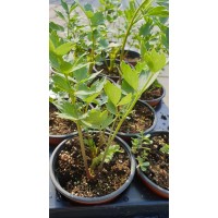 Разсад Девисил / Levisticum officinale Koch