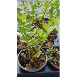 Разсад Девисил / Levisticum officinale Koch