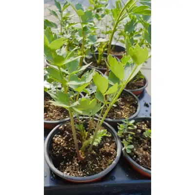 Разсад Девисил / Levisticum officinale Koch