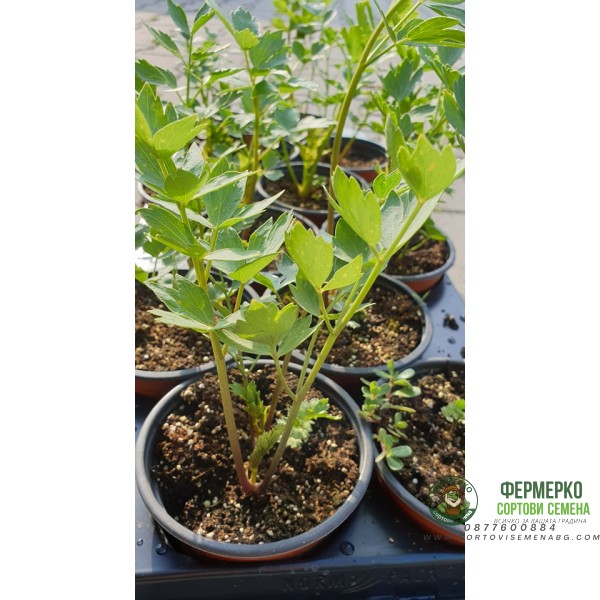 Разсад Девисил Levisticum officinale Koch